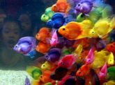 Consultoria para aquisição de peixes e outros
