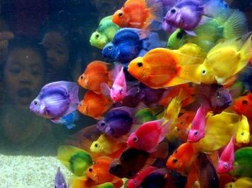 Consultoria para aquisição de peixes e outros